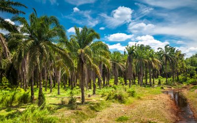 Accordo tra Indonesia e Svizzera per l’importazione dell’olio di Palma