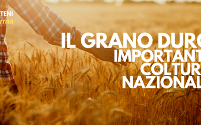 Il Grano Duro: Importante Coltura Nazionale